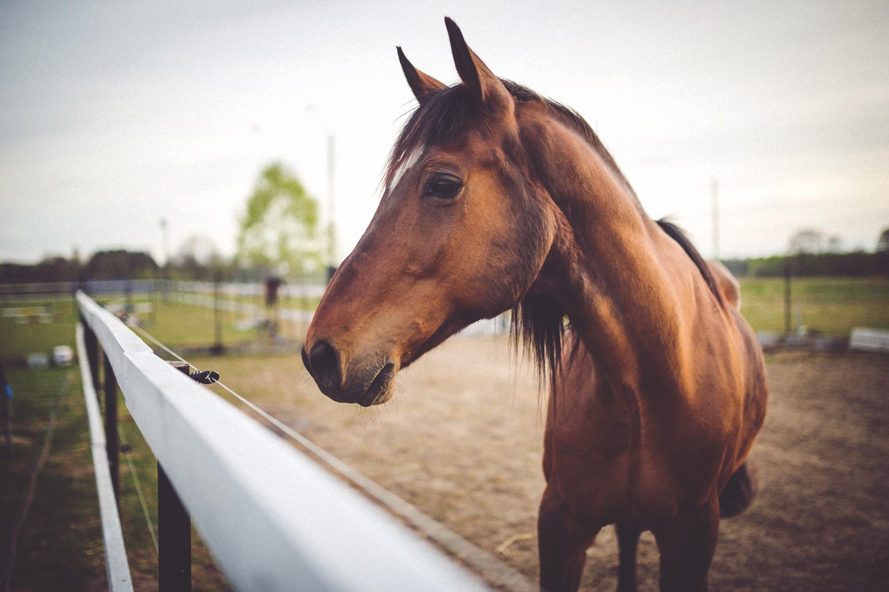 2017_0413090340_animal-brown-horse.jpg