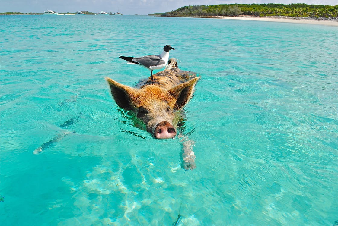 2017_0624192025_staniel-cay-swimming-pig-seagull-fish-66258.jpeg