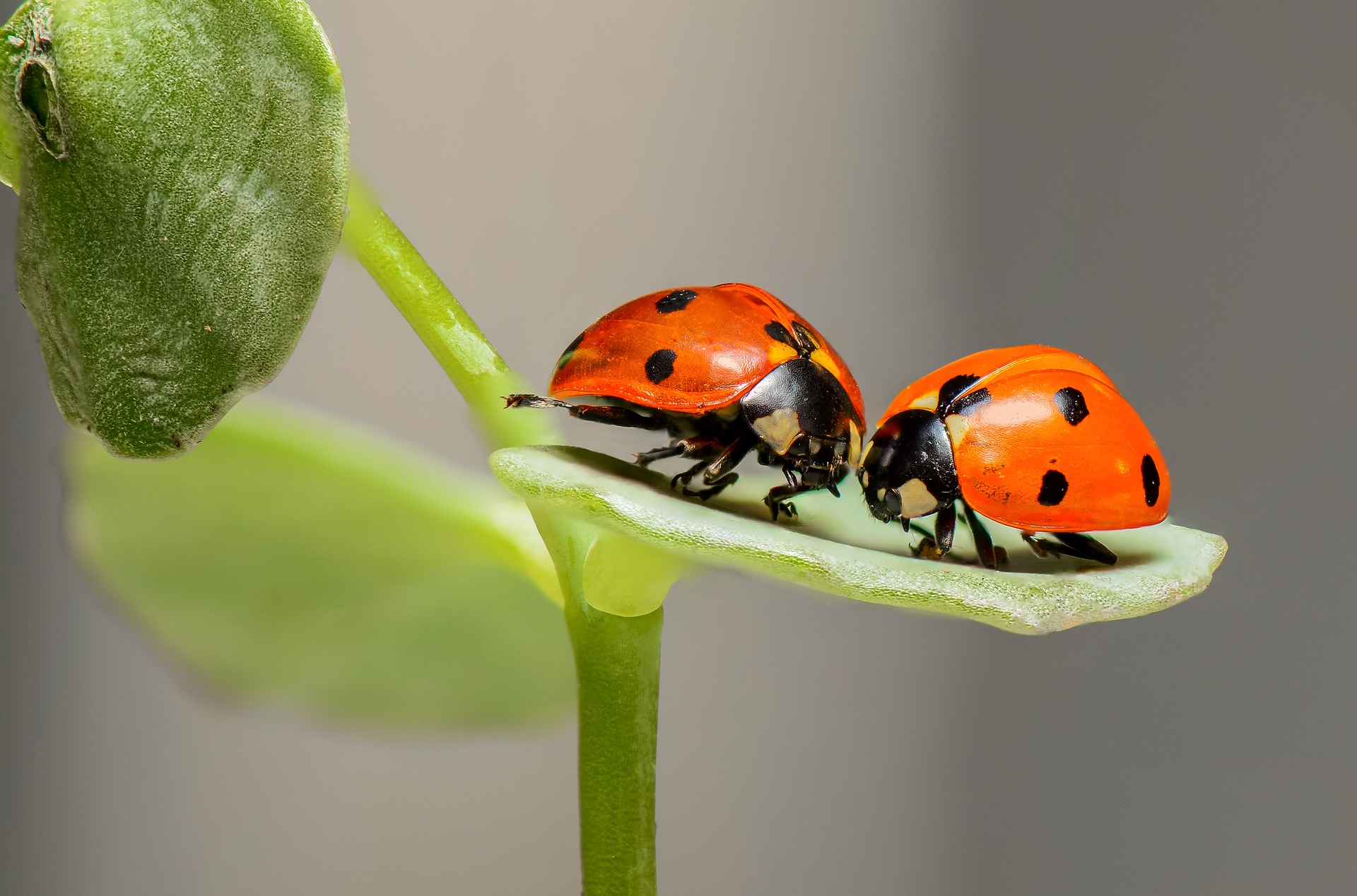 2019_0603204050_ladybugs-1593406_1920.jpg