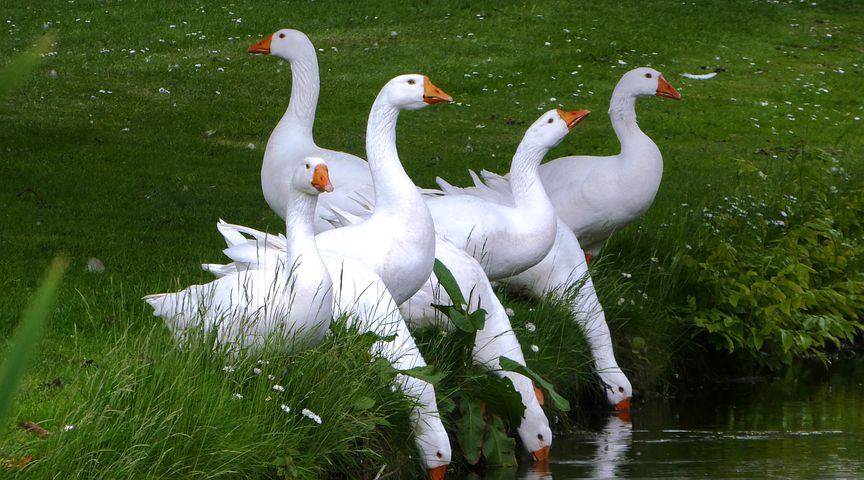 2019_0619193020_geese-4235419__480.jpg