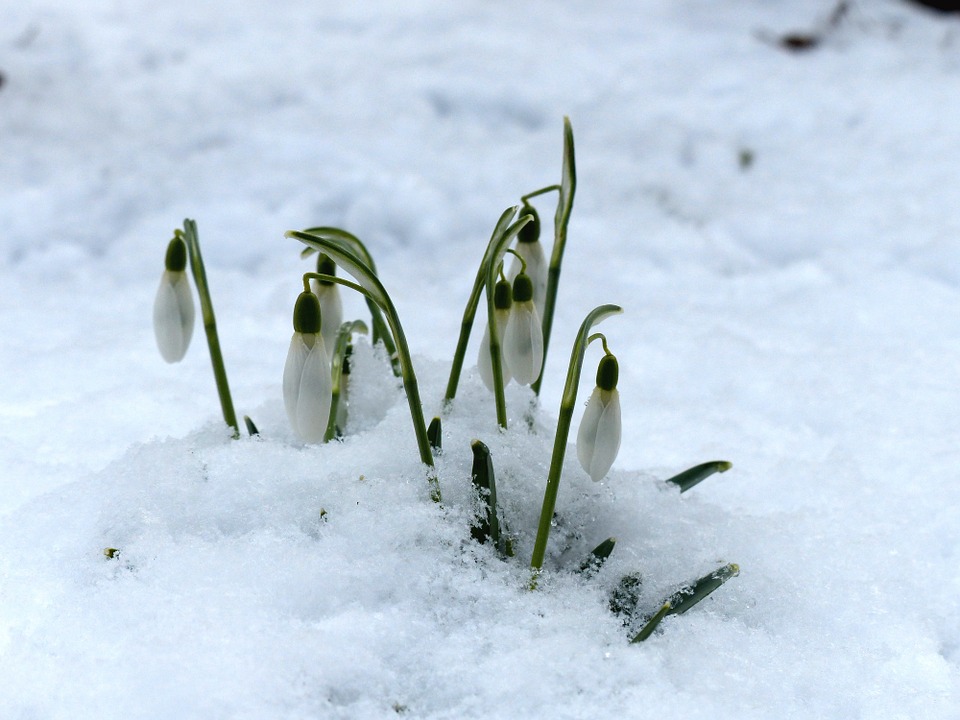 2017_0129152638_snowdrop-244994_960_720.jpg